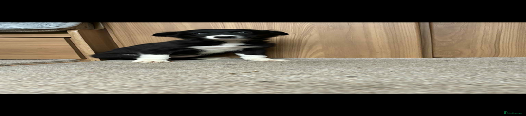 Border Collie Puppy 3