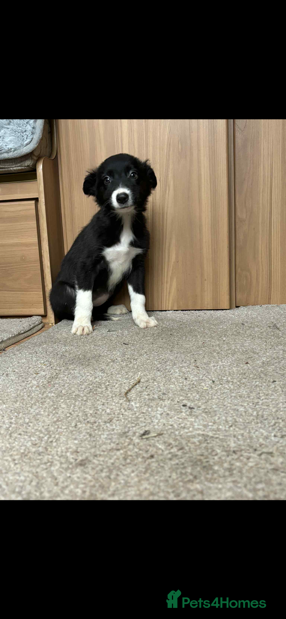 Border Collie dogs for sale:  Beautiful Border Collie Puppies  - Image 2