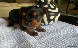 Yorkshire Terrier dogs for sale: Yorkshire Terrier puppies  - Image 11
