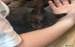 Mixed Breed cats for sale: Black male kittens X2  - Image 3