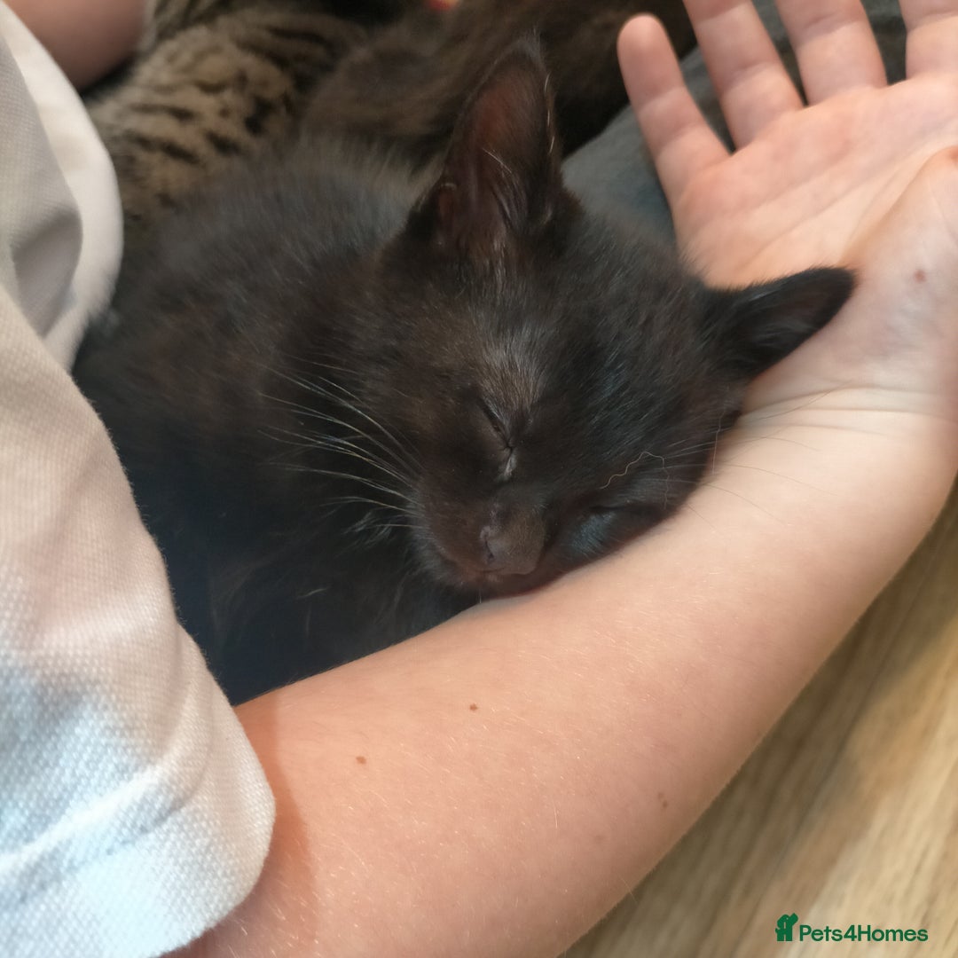 Mixed Breed cats for sale: Black male kittens X2  - Image 3