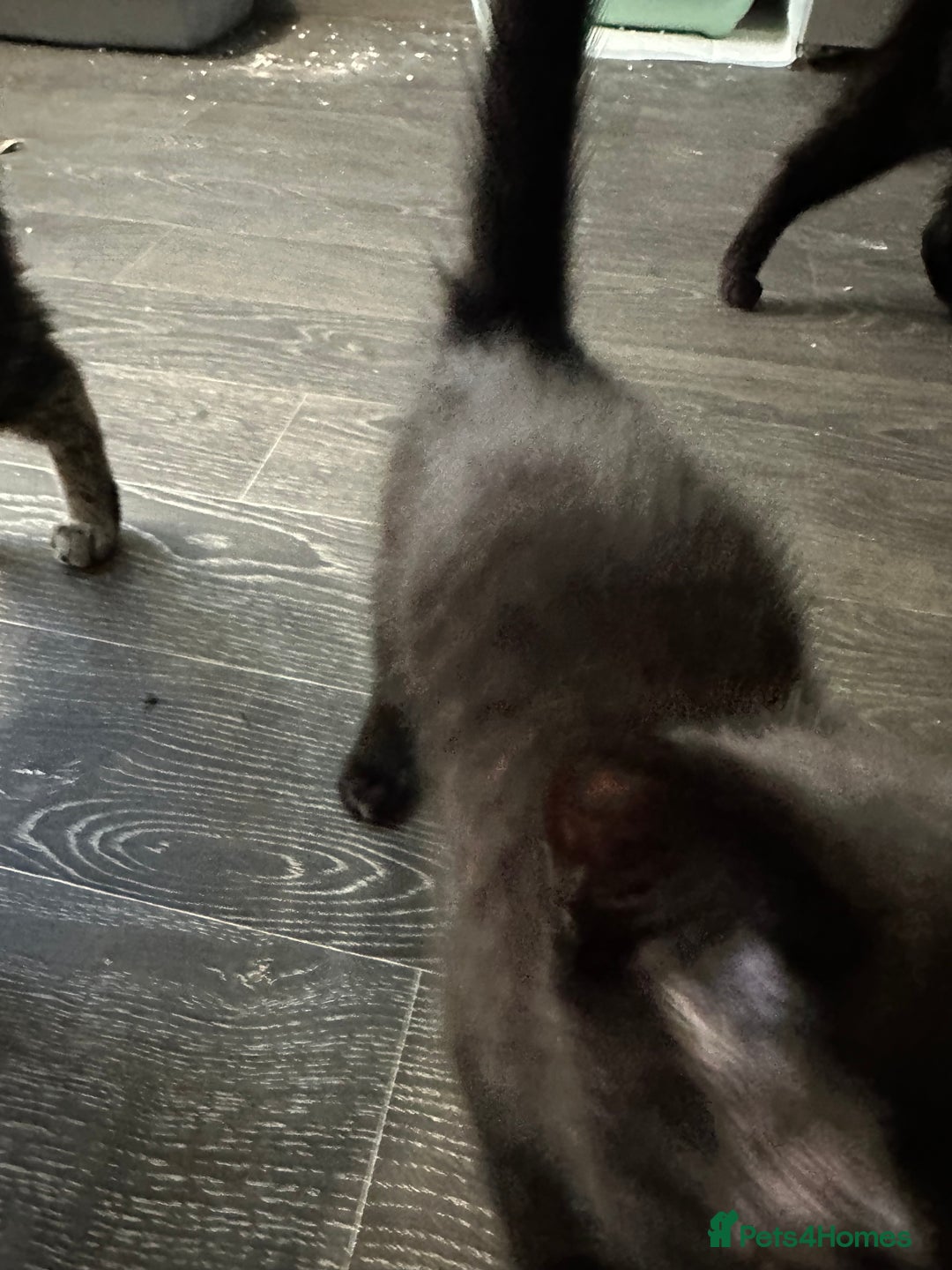Mixed Breed cats for sale: Reduced for quick sale 3 kittens for sale in Birmingham - Image 18