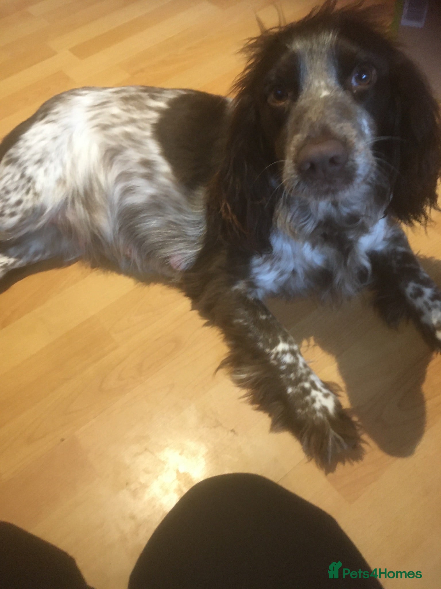 Sprocker dogs Sprockers for sale - Advert 1