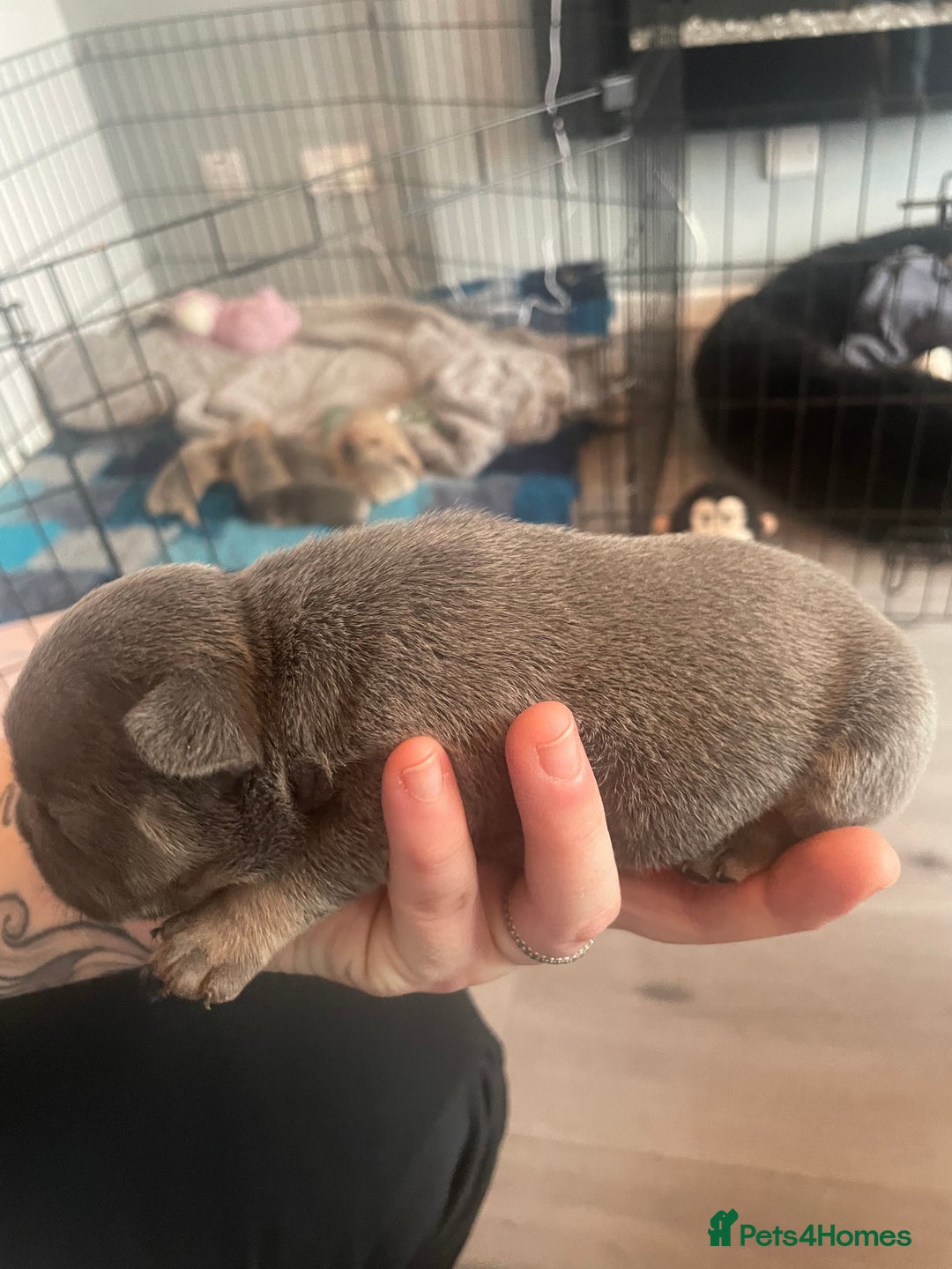 French Bulldog dogs for sale: 9 Day old French Bulldog Puppies - Image 4