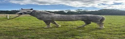 Welsh Section A horses for sale: Registered Welsh A stallion  - Advert 2
