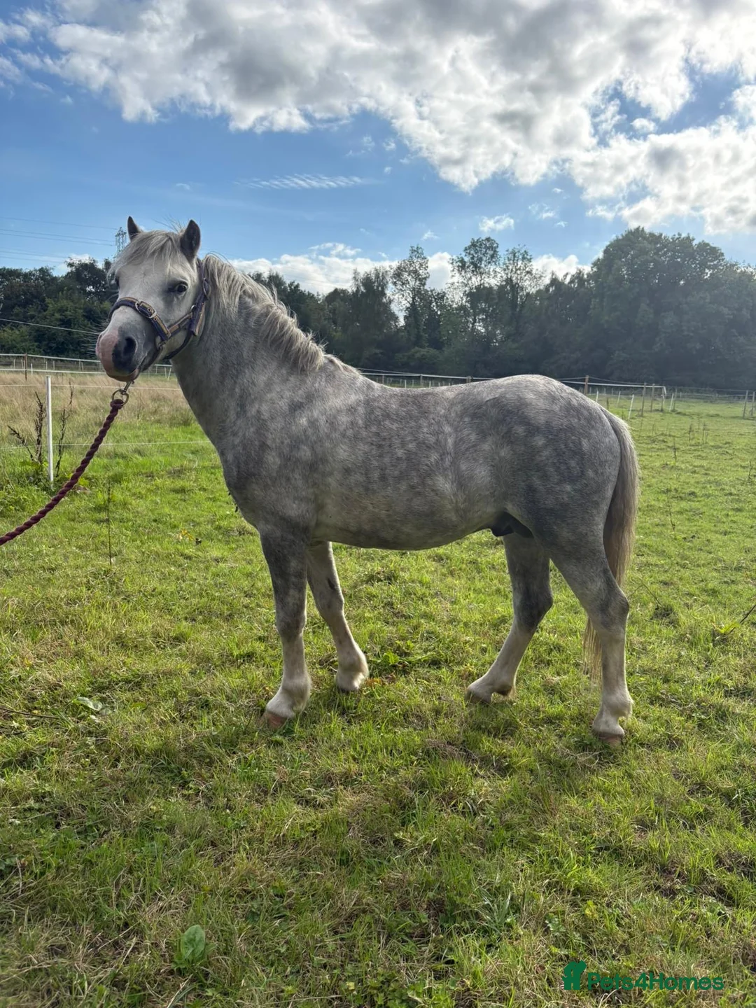 Welsh Section A horses for sale: Registered Welsh A stallion  - Advert 2
