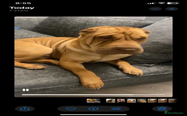 Shar Pei dogs - Advert 4