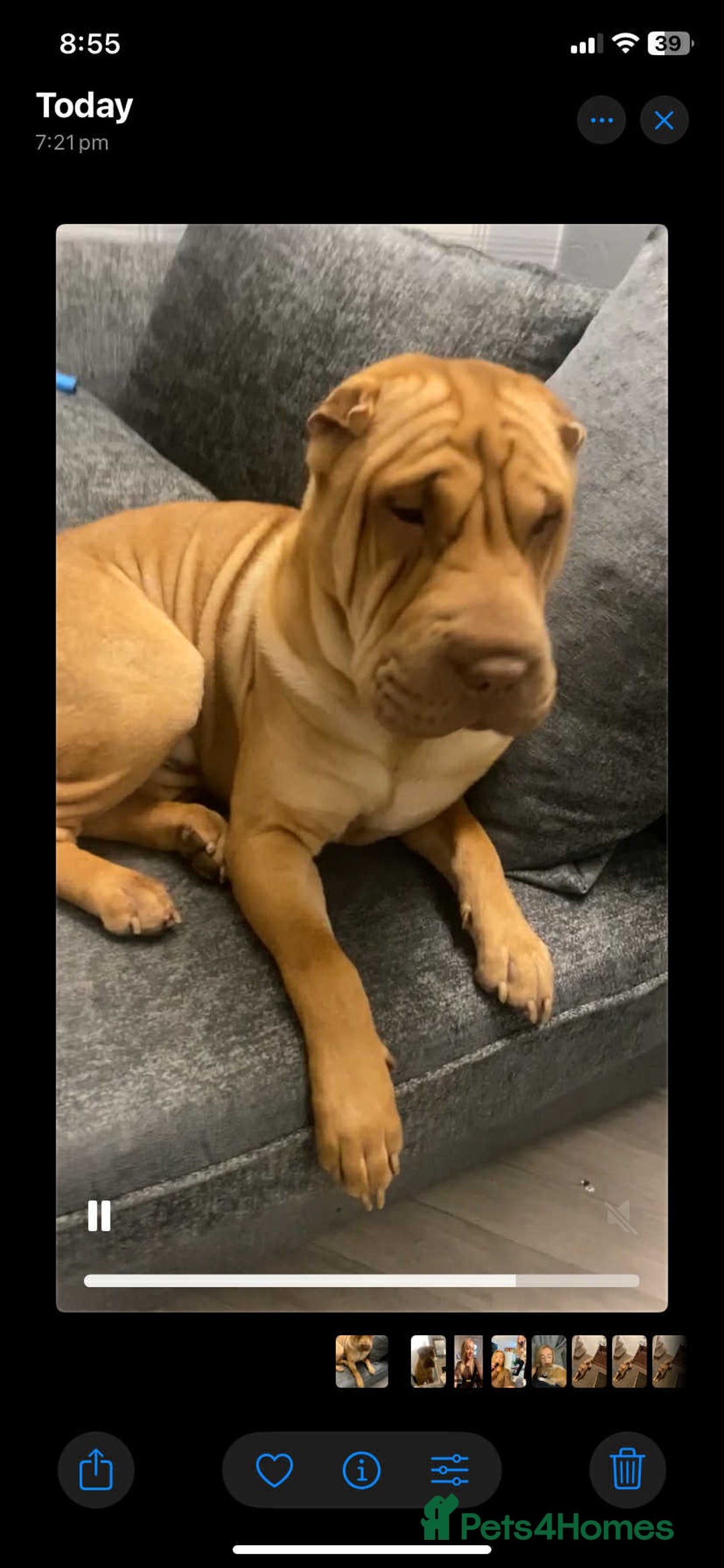 Shar Pei dogs for stud: DRAGO Shar Pei Stud - Image 1