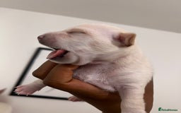 Mixed Breed dogs for sale: 🐾 Loving Homes Wanted for Two Puppies & Dad 🐾 - Image 13