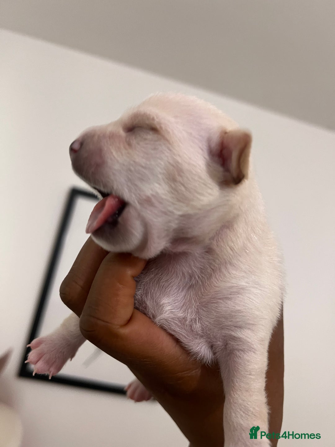 Mixed Breed dogs for sale: 🐾 Loving Homes Wanted for Two Puppies & Dad 🐾 - Image 13