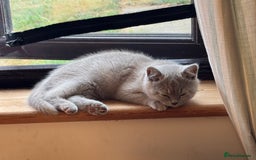 British Shorthair cats for sale: 🌟 Ready now! 🌟Incredible GCCF kittens  - Image 25