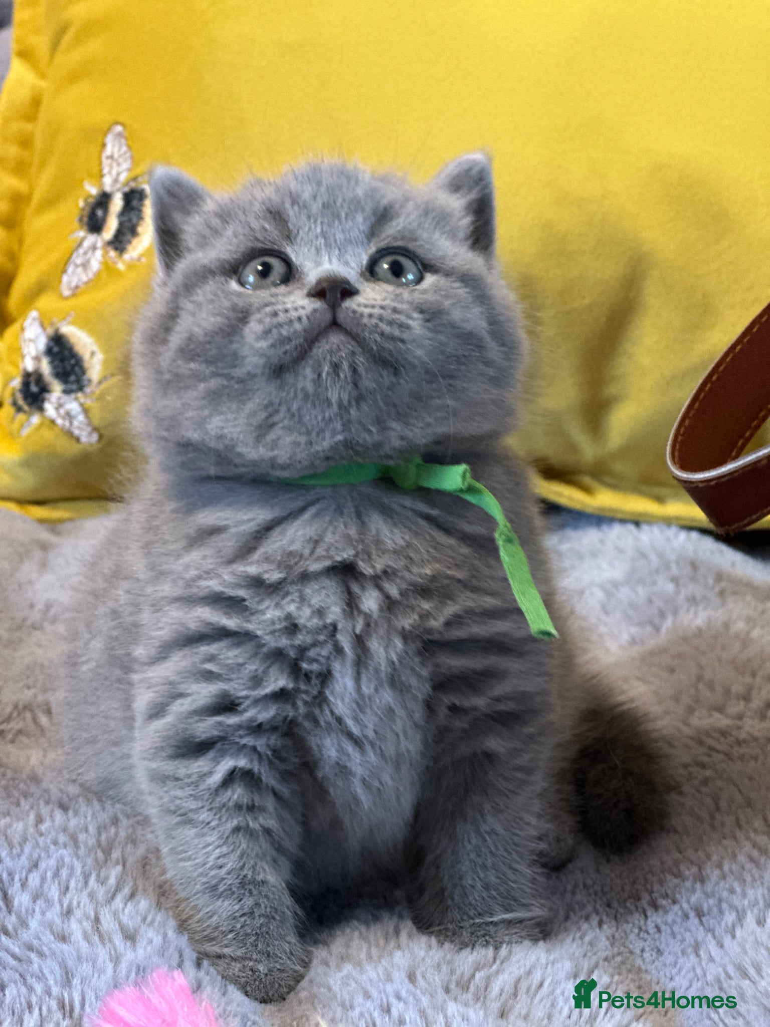 British Shorthair cats Gccf registered kittens  - Advert 1