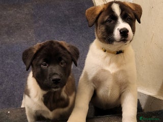 Akita dogs Ready to leave now. American Akita Puppies 🐾 - Advert 1