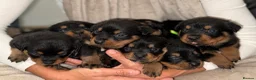 Rottweiler dogs for sale: ✨✨Beautiful Chunky Rottweiler Puppies✨✨ - Advert 4