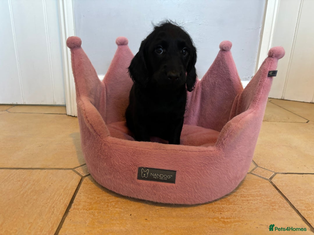 Labradoodle dogs for sale: ⭐️⭐️ Stunning F1 Miniature Labradoodles ⭐️⭐️ - Advert 20