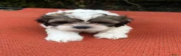 Shih Tzu dogs for sale: Shihtzu pups  - Advert 9