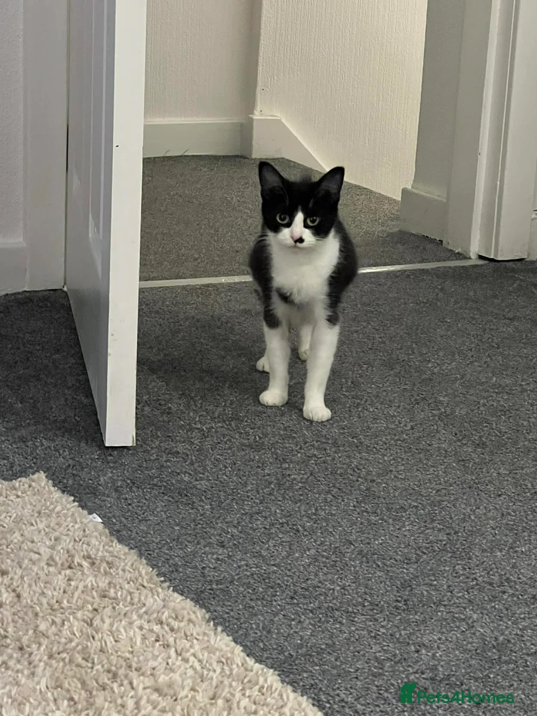 Domestic Shorthair cats for sale: Black and White female  in Brechin - Advert 2