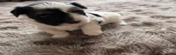 Biewer Terrier dogs for sale: READY TO GO Girl  Beautiful Biewer Terriers - Advert 14