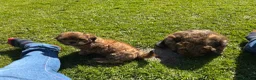 Shih Tzu dogs for sale: Shih Tzu male puppy last one remaining  - Advert 4
