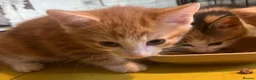 Mixed Breed cats for sale: Gorgeous Kittens Ready Now - Advert 28