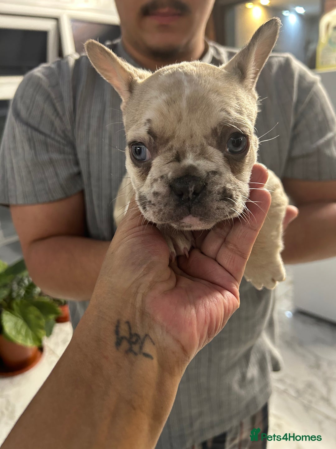 French Bulldog dogs for sale: 3 Extremely beautiful French bull terriers kc reg  - Advert 18
