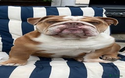 English Bulldog dogs for stud: Charlie  - Image 8