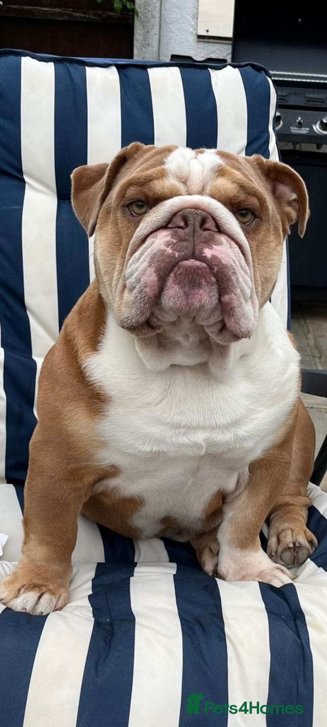 English Bulldog dogs for stud: Charlie  - Image 8