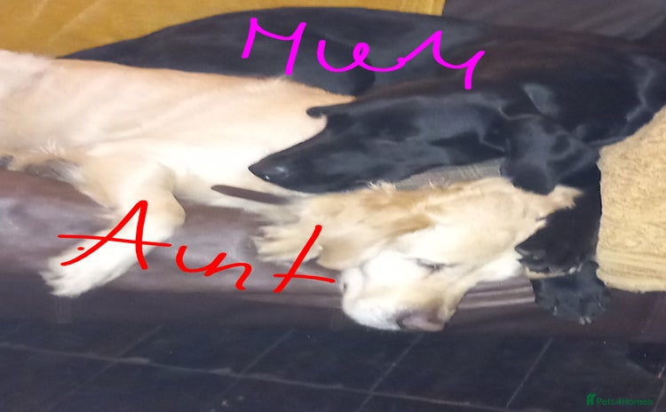 Goldador dogs Goldador  - Advert 3