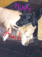 Goldador dogs Goldador - Advert 15