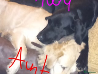 Goldador dogs Goldador - Advert 1