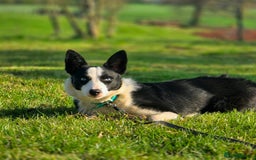 Border Collie dogs for sale: Half trained female Border collie - Image 7