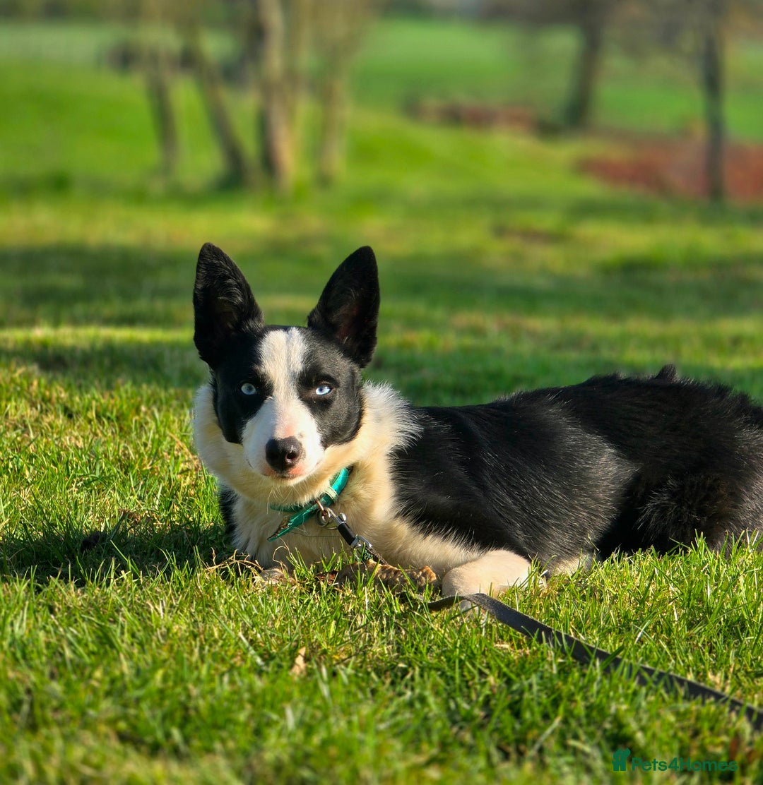 Border Collie dogs for sale: Half trained female Border collie - Image 7