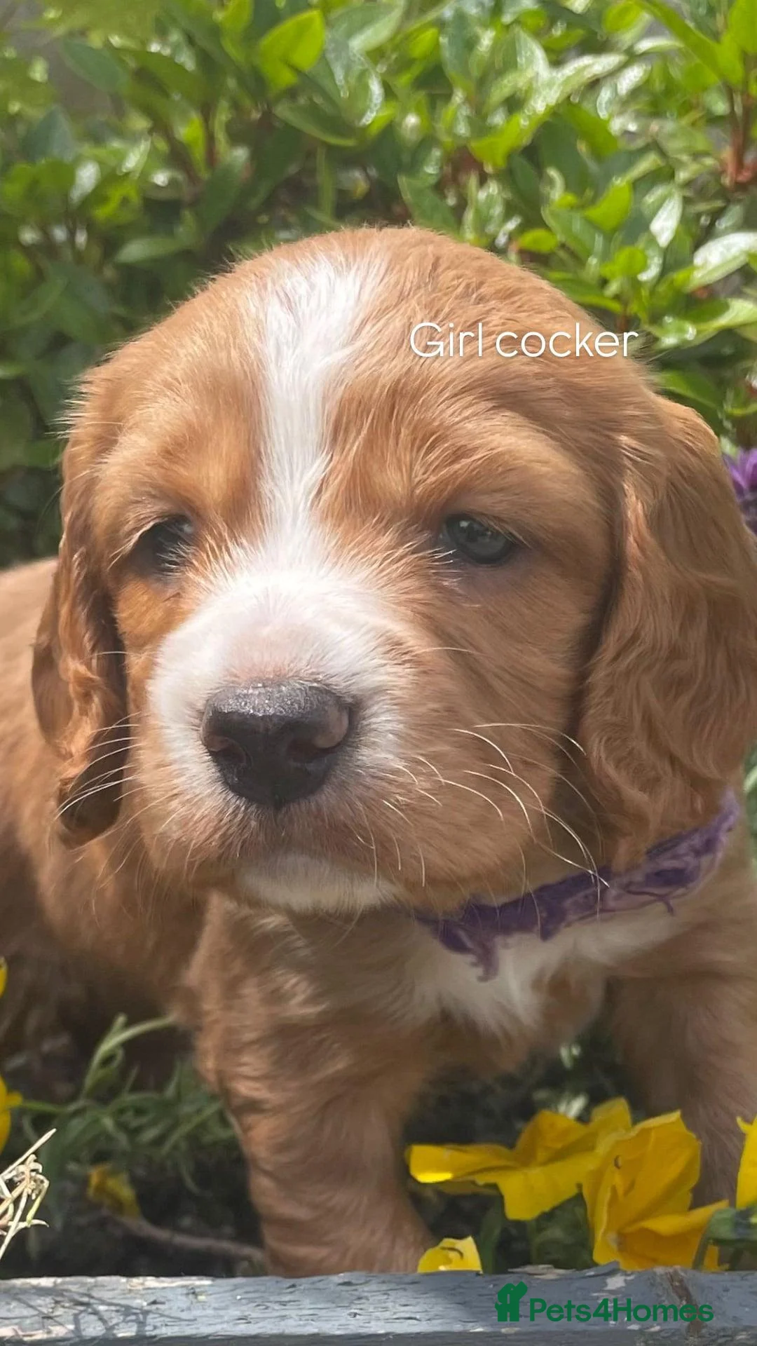 Cocker Spaniel dogs for sale: Cocker spaniels KCReg - Advert 2