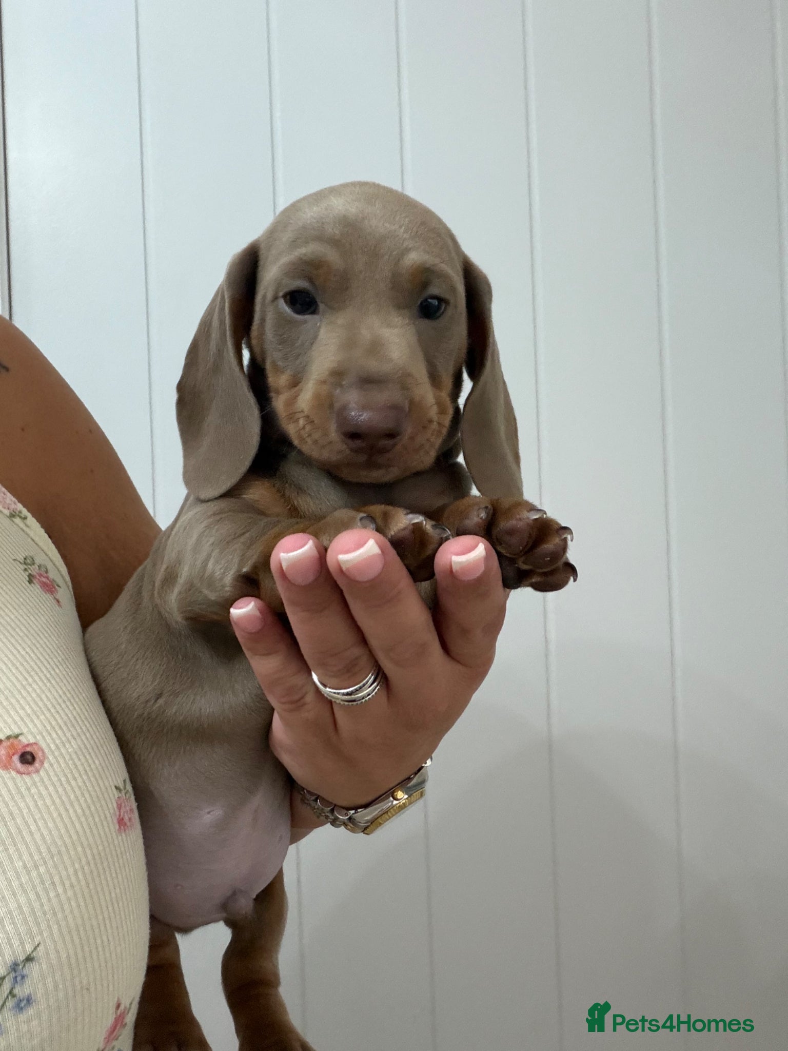 Miniature Dachshund dogs Last Stunning Boy Left  - Advert 1