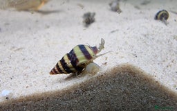 Angelfish fish for sale: Angel fish  - Image 5