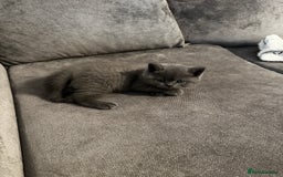 British Shorthair cats for stud: Cat for stunning in Rugby - Image 15