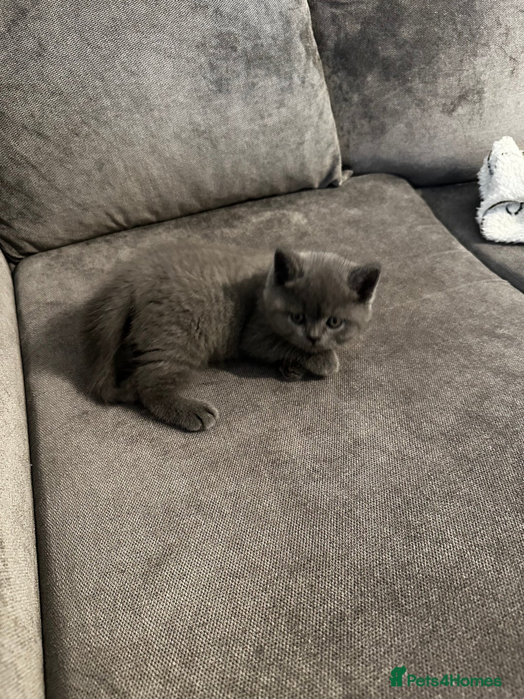 British Shorthair cats for stud: Cat for stunning in Rugby - Image 15