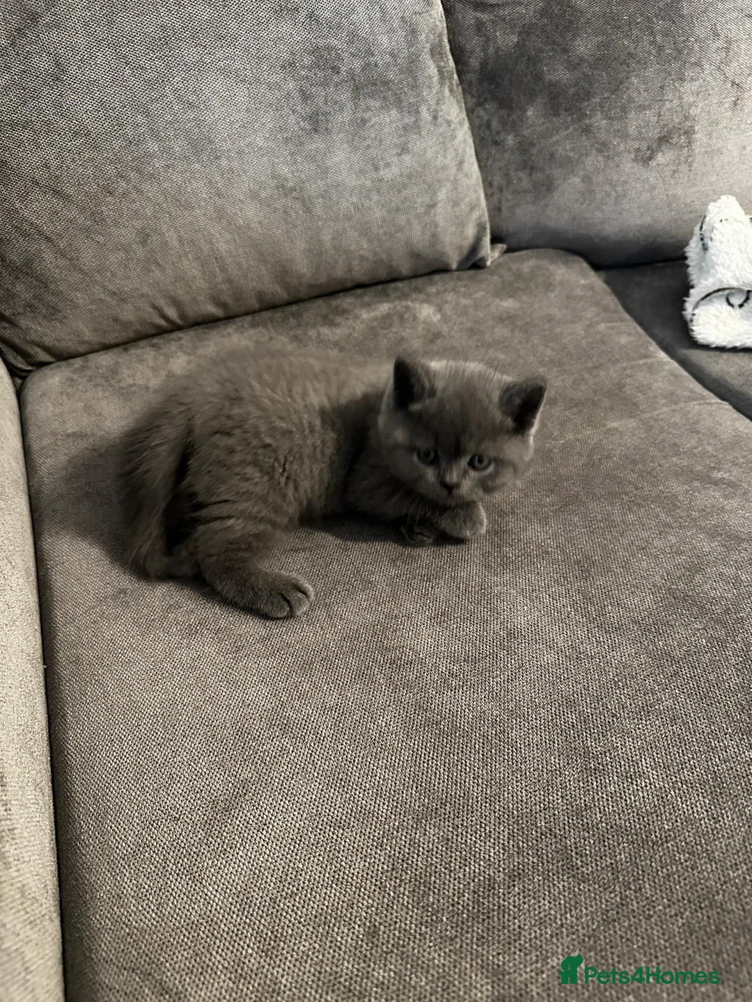 British Shorthair cats for stud: Cat for stunning - Advert 24