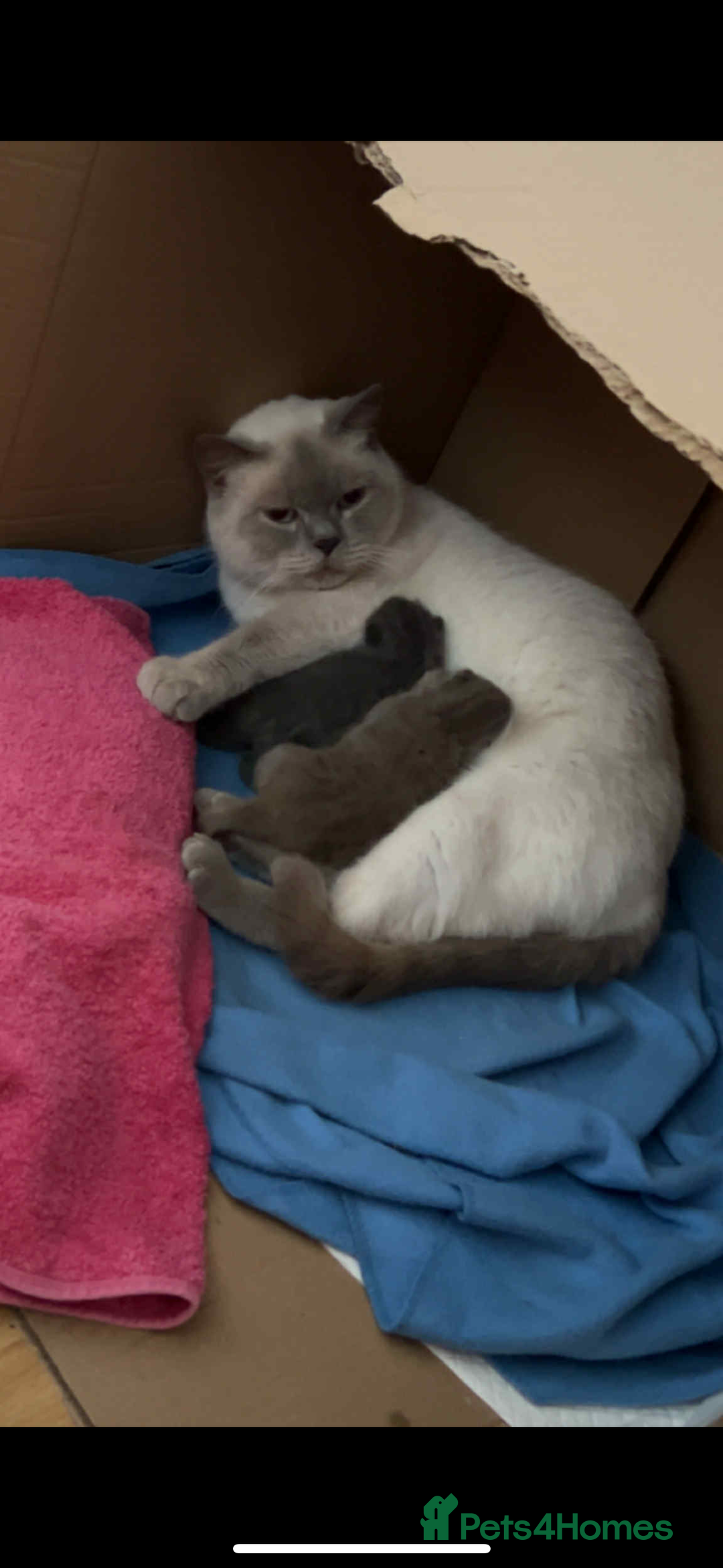 British Shorthair cats for sale: Two British shorthair kittens - Image 4