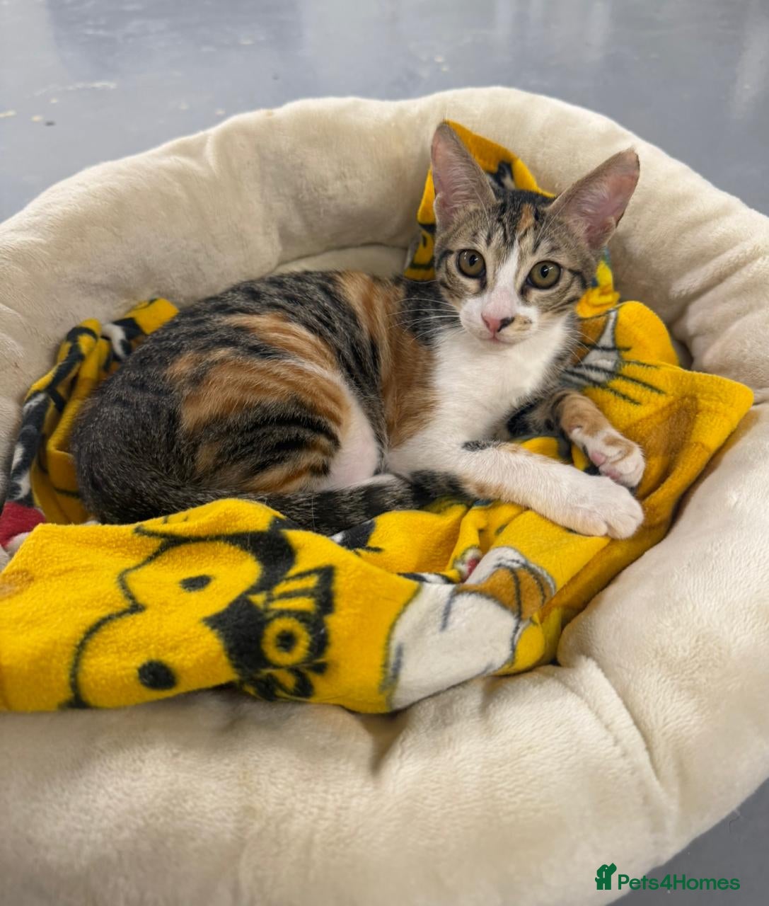 Mixed Breed cats SALLY - FUN KITTEN HAPPY WITH OTHER CAT-SPAYED - Advert 3