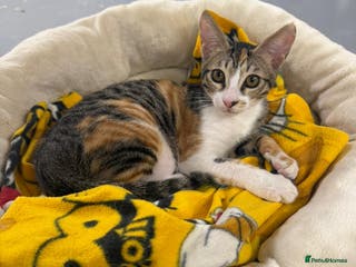 Mixed Breed cats SALLY - FUN KITTEN HAPPY WITH OTHER CAT-SPAYED - Advert 2