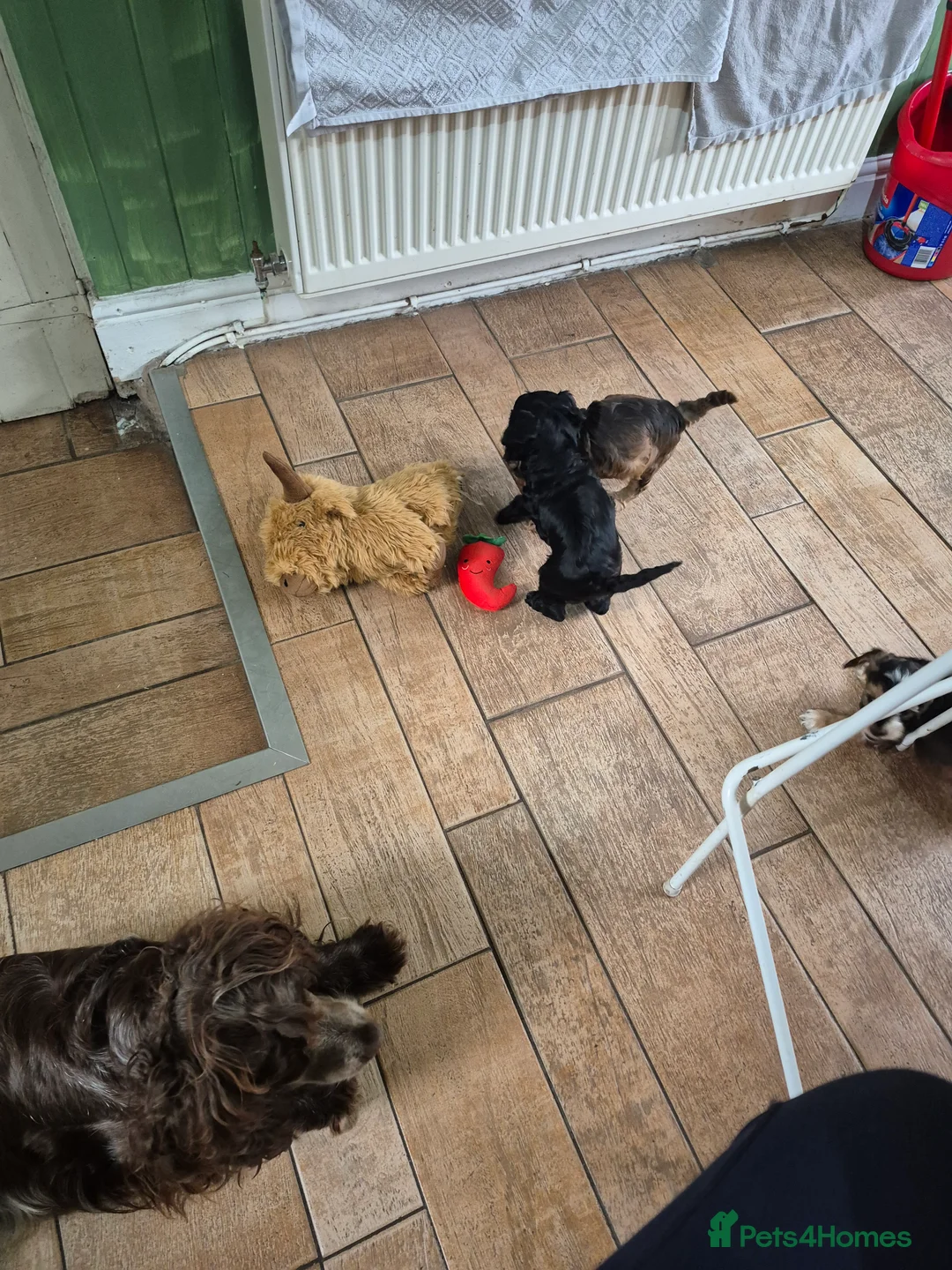 Cockapoo dogs for sale: Beautiful health tested F1 cockapoos - Advert 9