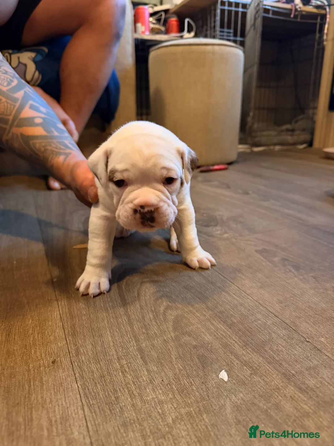 English Bulldog dogs for sale: Bulldogs  in Sandown - Advert 6