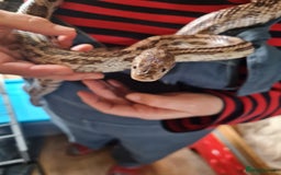 Corn Snake reptiles for sale: Free cornsnake needs rehoming - Image 6
