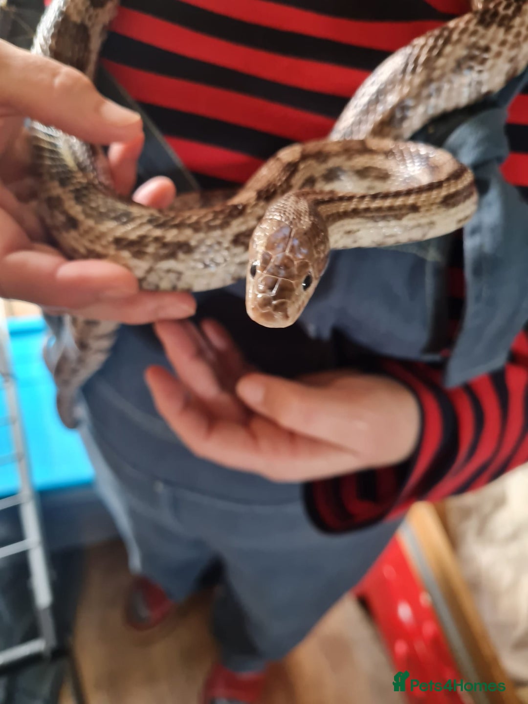 Corn Snake reptiles for sale: Free cornsnake needs rehoming - Image 6