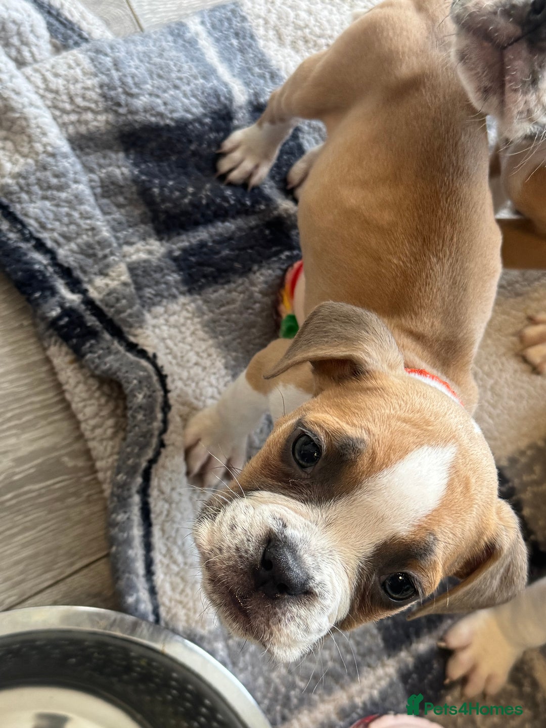 Old Tyme Bulldog dogs for sale: Old thyme bulldog puppy - Image 9