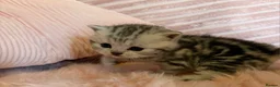 British Shorthair cats for sale: Beautiful bsh kittens  - Advert 10