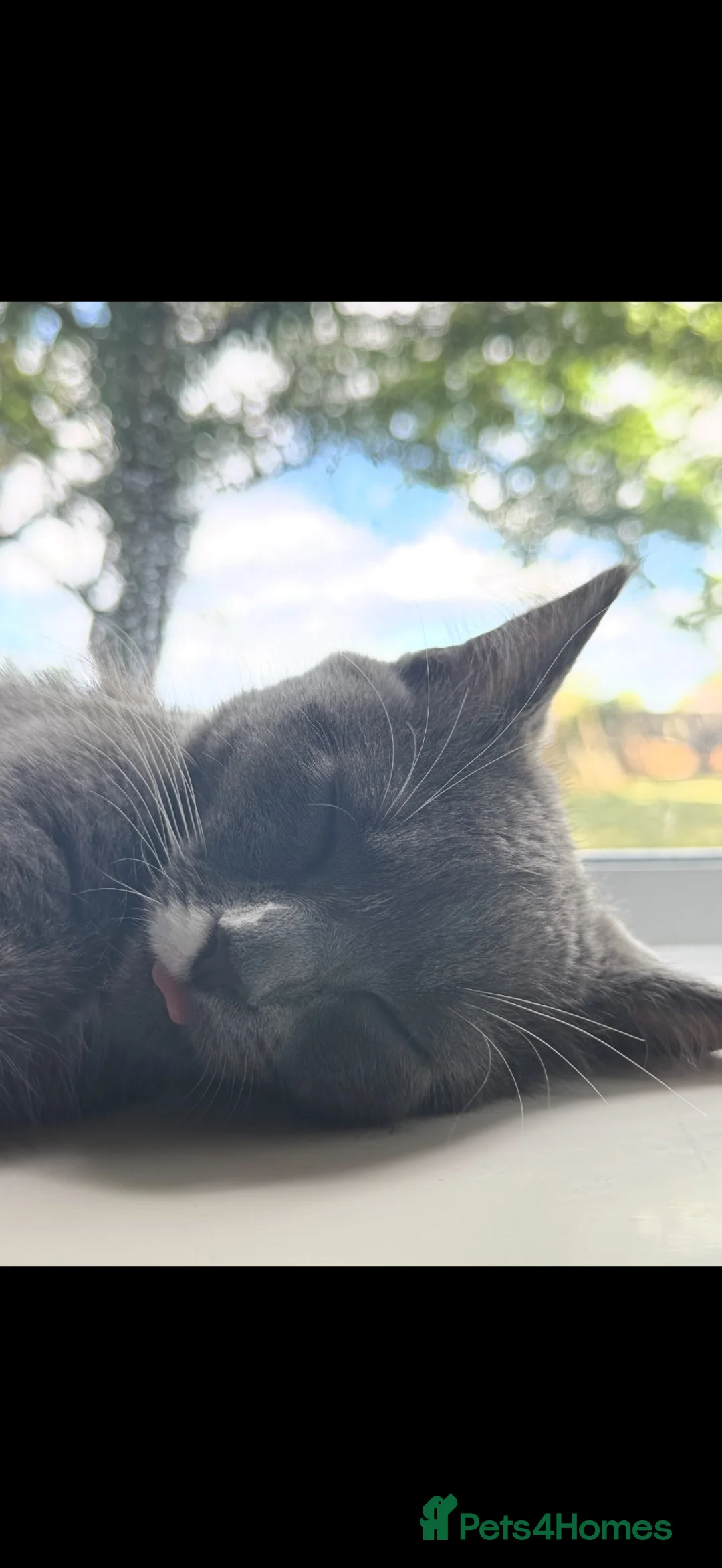 Mixed Breed cats for sale: Cat ready to be rehomed -  **   in Luton - Advert 1