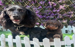 Cockapoo dogs for sale: Gorgeous Toy Cockapoo Girls - Image 8