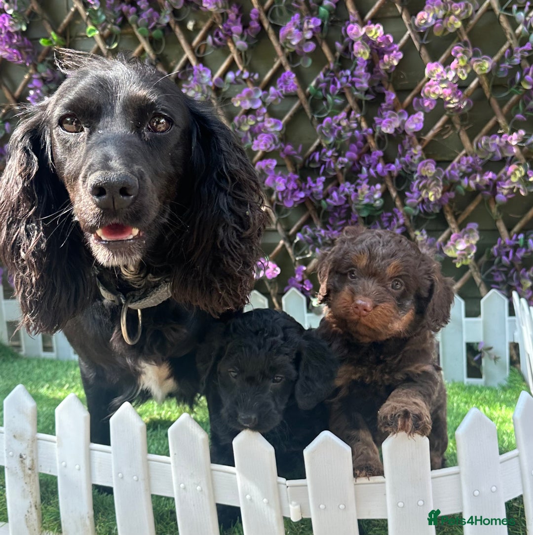 Cockapoo dogs for sale: Gorgeous Toy Cockapoo Girls - Image 8